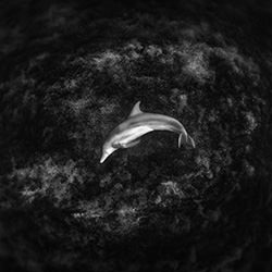 Galaxy Beneath the Sea-Rintaro Ukon-silver-wildlife-17167
