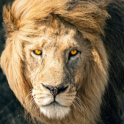 The King\'s Gaze-Robin Verheggen-finalist-wildlife-17134