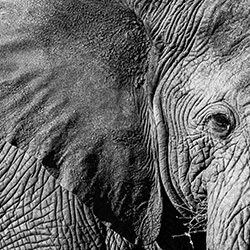 The Friendly Giant-Robin Verheggen-finalist-wildlife-17136