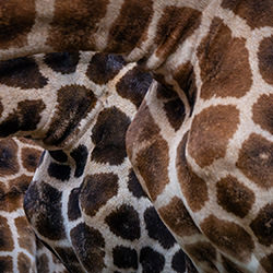 Inspecting the Troops-James Tennison-finalist-wildlife-17114