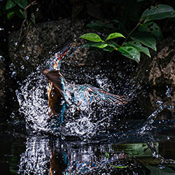 Splash-Fuji Mon-finalist-wildlife-17133
