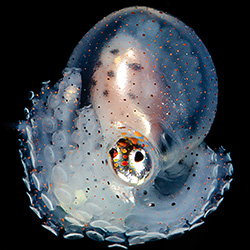 Larval octopus-Fabi Fregonesi-bronze-wildlife-17018
