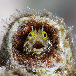 Open-mouthed-Fabi Fregonesi-gold-wildlife-17156