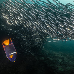 Fishy-Fabi Fregonesi-bronze-wildlife-17028