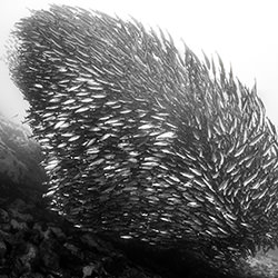 Underwater Twister-Fabi Fregonesi-finalist-wildlife-17104