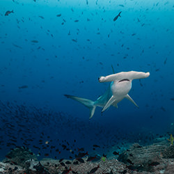 Galapagos kingdom-Fabi Fregonesi-finalist-wildlife-17106