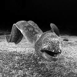 Swimming around-Fabi Fregonesi-bronze-wildlife-17029