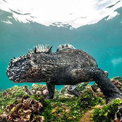 Godzilla-Fabi Fregonesi-bronze-wildlife-17031