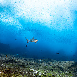 It is raining fish-Fabi Fregonesi-finalist-wildlife-17110