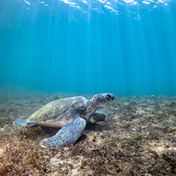 Turtle kingdom-Fabi Fregonesi-finalist-wildlife-17111