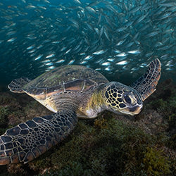 Turtle and fish-Fabi Fregonesi-silver-wildlife-17189