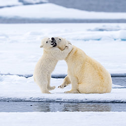 Arctic Hug-Manish Nagpal-gold-wildlife-17163
