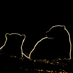 Polar bear cubs in rim light-Manish Nagpal-bronze-wildlife-17055