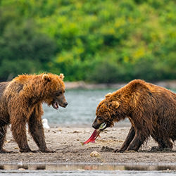 Salmon fights-Manish Nagpal-bronze-wildlife-17056