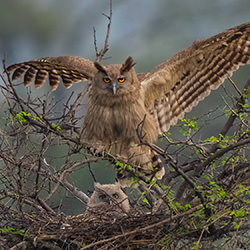 The eagle has landed-Manish Nagpal-finalist-wildlife-17138