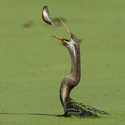 The toss-Manish Nagpal-silver-wildlife-17201