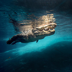 CASPER-Russell Satterthwaite-finalist-wildlife-17076