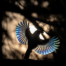 Blue fairy-Camille Briottet-silver-wildlife-17169