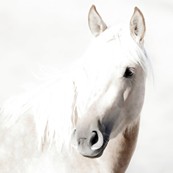 Simple Moment-Valerie Henry-finalist-wildlife-17087
