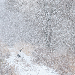Silent Storm-Atsuko Kawaguchi-silver-wildlife-17172