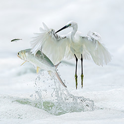 Pass By-Xiaoping Lin-gold-wildlife-17165