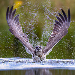 Lift Off-Guido Frazzini-silver-wildlife-17202