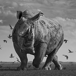 The Rhino amd the Flock of Birds-Alessandro Marena-silver-wildlife-17176