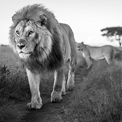 The King\'s Path-Alessandro Marena-finalist-wildlife-17095