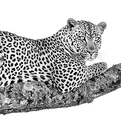 The Stare-Alessandro Marena-finalist-wildlife-17096