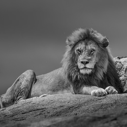 The Punda Kopje King-Alessandro Marena-finalist-wildlife-17097