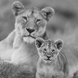 Under the Mom\'s Watch-Alessandro Marena-bronze-wildlife-17010