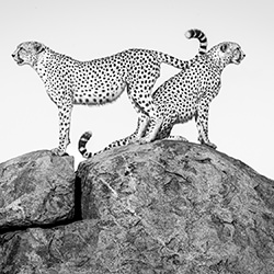 Team Work-Alessandro Marena-gold-wildlife-17152