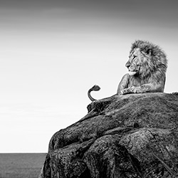 My Kingdom-Alessandro Marena-bronze-wildlife-17011