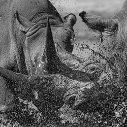 Clash of Titans-Alessandro Marena-bronze-wildlife-17012