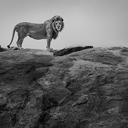 King of the Kopje-Alessandro Marena-bronze-wildlife-17013