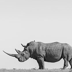 Lonely Rhino-Alessandro Marena-silver-wildlife-17177
