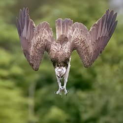 Dive!-Guido Frazzini-silver-wildlife-17203