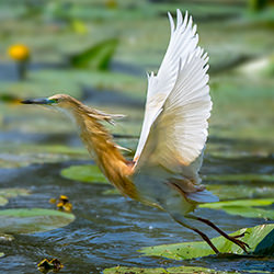 Elegance-Guido Frazzini-finalist-wildlife-17139