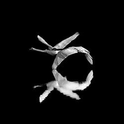 two souls one flight-Cedrik Hersperger-silver-wildlife-17197