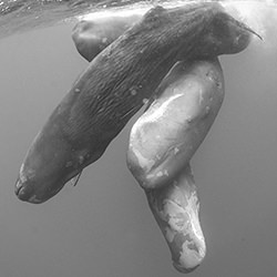 Sperm Whales at play-Arun Madisetti-finalist-wildlife-17078