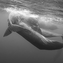 Socializing  Sperm Whales-Arun Madisetti-finalist-wildlife-17079