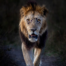 Scars of Survival-Klaus Mayer-bronze-wildlife-17004
