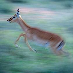 Jumping Impala-Klaus Mayer-finalist-wildlife-17094