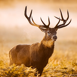 Red Deer-Guido Frazzini-bronze-wildlife-17058