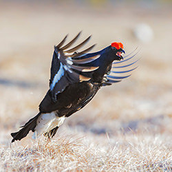 Black Grouse-Guido Frazzini-finalist-wildlife-17140