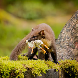 Pine Marten-Guido Frazzini-finalist-wildlife-17141
