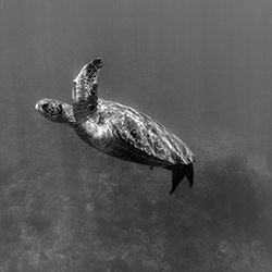 Sea Turtle Near Xiaoliuqiu-Clarence Lin-finalist-wildlife-17075