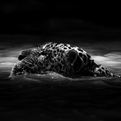 The Silence of the Predator-Dioneia Faria-finalist-wildlife-17122