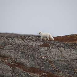Polar Fox-Isabella Robbeson-finalist-wildlife-17116