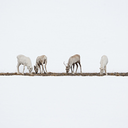 On a row in the snow-Isabella Robbeson-finalist-wildlife-17117